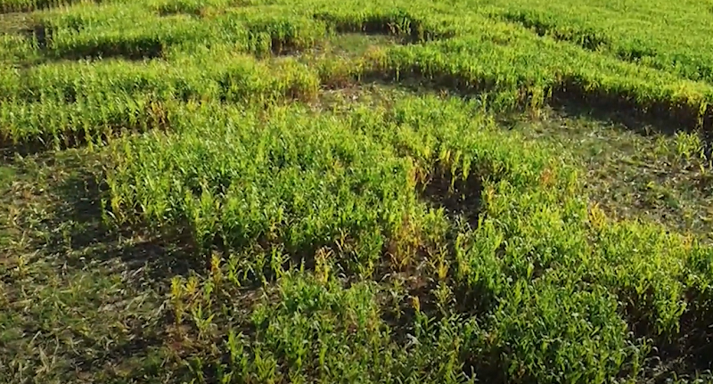 Invasão de porcos selvagens ameaçam o milho em Mato Grosso